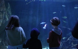 Jessiko Live Aquarium de Paris